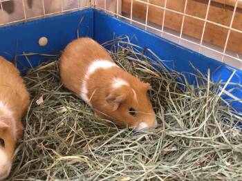 Rescue Guinea Pig Guinea Pigs for Adoption in San Diego, California - Westpoint | PetCurious